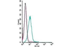 anti-Somatostatin Receptor 2 (SSTR2) (AA 30-43), (Extracellular) antibody