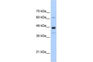 Western Blotting (WB) image for anti-Nuclear RNA Export Factor 1 (NXF1) antibody (ABIN2462206) (NXF1 antibody)
