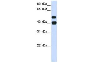 Western Blotting (WB) image for anti-Ubiquitin Specific Peptidase 22 (USP22) antibody (ABIN2460039) (USP22 antibody)