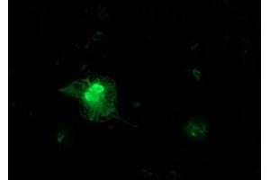 Anti-FGF21 mouse monoclonal antibody (ABIN2454549) immunofluorescent staining of COS7 cells transiently transfected by pCMV6-ENTRY FGF21 (RC204538). (FGF21 antibody  (AA 29-209))
