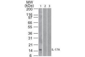 Western Blot of Mouse Anti-IL-17A antibody Lane 1: human full length recombinant IL-17A protein Lane 2: mouse full length recombinant IL-17A protein Lane 3: rat full length recombinant IL-17A protein Load: 20 ng/lane Primary antibody: Anti-IL-17A antibody at 1ug/mL for overnight at 4°C (Interleukin 17a antibody)