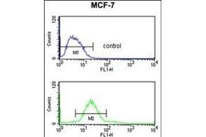 CDIPT Antibody (Center) (ABIN652986 and ABIN2842627) flow cytometry analysis of MCF-7 cells (bottom histogram) compared to a negative control cell (top histogram). (CDIPT antibody  (AA 99-125))