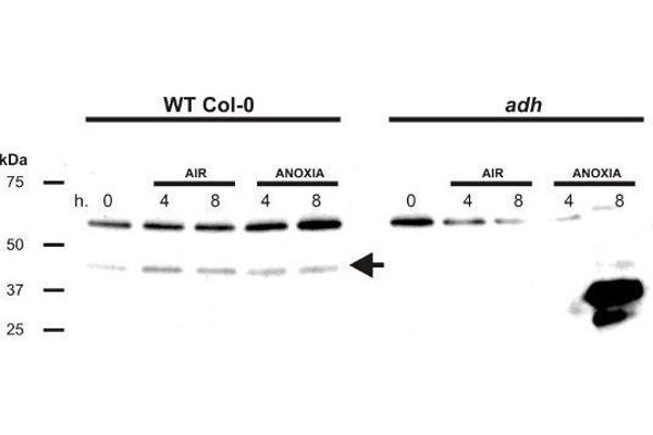 Alcohol Dehydrogenase (ADH) antibody