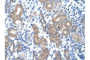PTGS1 antibody was used for immunohistochemistry at a concentration of 4-8 ug/ml to stain Epithelial cells of renal tubule (arrows) in Human Kidney. (PTGS1 antibody)