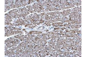 IHC-P Image COX6A2 antibody [N3C3] detects COX6A2 protein at mitochondria on mouse heart by immunohistochemical analysis. (COX6A2 antibody  (C-Term))