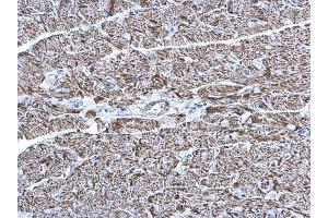 IHC-P Image COX6A2 antibody [N3C3] detects COX6A2 protein at mitochondria on mouse heart by immunohistochemical analysis.
