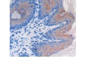 IHC-P analysis of Mouse Esophagus Tissue, with DAB staining. (LRG1 antibody  (AA 136-342))