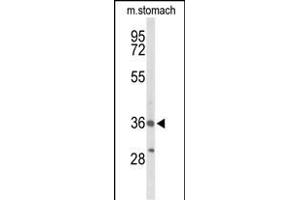 Western blot analysis of BRS3 Antibody (Center) (ABIN653428 and ABIN2842872) in mouse stomach tissue lysates (35 μg/lane). (BRS3 antibody  (AA 239-268))