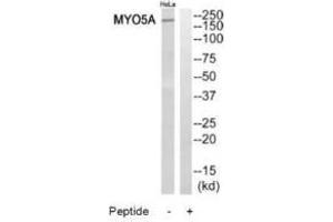 Western blot analysis of extracts from HeLa cells, using MYO5A antibody. (MYO5A antibody  (C-Term))