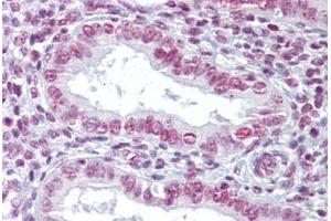 Anti-ZMYM3 antibody IHC staining of human uterus. (ZMYM3 antibody  (C-Term))
