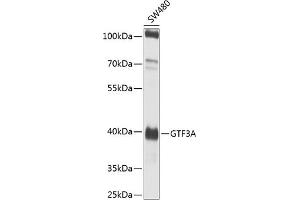 Western blot analysis of extracts of SW480 cells, using GTF3A antibody (ABIN6135169, ABIN6141516, ABIN6141517 and ABIN6224485) at 1:1000 dilution.