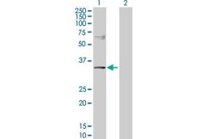 Western Blot analysis of NDRG2 expression in transfected 293T cell line by NDRG2 MaxPab polyclonal antibody. (NDRG2 antibody  (AA 1-360))