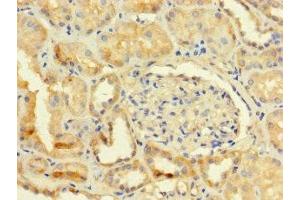 Immunohistochemistry of paraffin-embedded human kidney tissue using ABIN7173179 at dilution of 1:100 (TMEM255B antibody  (AA 221-356))