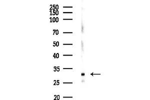 anti-Replication Protein A4, 30kDa (RPA4) (Internal Region) antibody