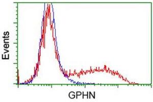Image no. 2 for anti-Gephyrin (GPHN) antibody (ABIN1498430)