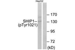 Western blot analysis of extracts from HepG2 cells treated with TNF 200NG/ML 30', using SHIP1 (Phospho-Tyr1021) Antibody. (INPP5D antibody  (pTyr1021))