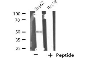 Western blot analysis of extracts from HepG2 cells using NIM1 antibody. (NIM1 antibody  (C-Term))