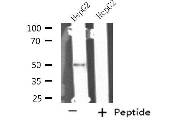 NIM1 antibody  (C-Term)
