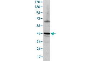 Western blot analysis using JUN monoclonal antibody, clone 4H9  against NIH/3T3 cell lysate.