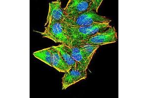 Immunofluorescence analysis of Hela cells using AIM2 mouse mAb (green). (AIM2 antibody  (AA 1-195))