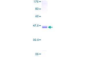 Cofilin Protein (AA 1-166) (GST tag)