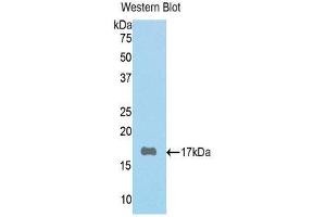 Western Blotting (WB) image for anti-Periostin (POSTN) (AA 500-630) antibody (ABIN1078431)
