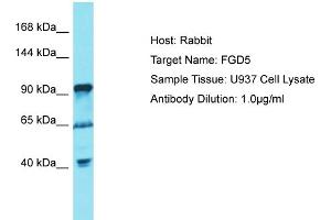 Host: Rabbit Target Name: FGD5 Sample Tissue: Human U937 Whole Cell Antibody Dilution: 1ug/ml (FGD5 antibody  (C-Term))