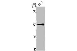 Western Blot analysis of A549 cells using NK-3R Polyclonal Antibody (TACR3 antibody  (C-Term))