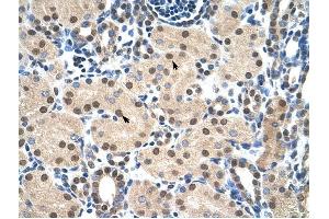 MYB antibody was used for immunohistochemistry at a concentration of 4-8 ug/ml to stain Epithelial cells of renal tubule (arrows) in Human Kidney. (MYB antibody  (N-Term))