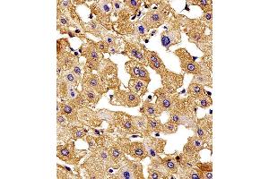Immunohistochemical analysis of paraffin-embedded H. (HBG2 antibody  (C-Term))