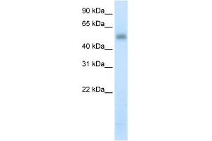WB Suggested Anti-METTL3 Antibody Titration:  5. (METTL3 antibody  (N-Term))