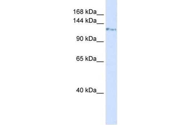 KIF5C antibody  (N-Term)