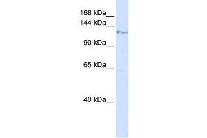 KIF5C antibody used at 1 ug/ml to detect target protein.