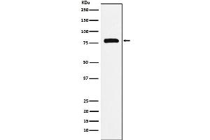 Western blot analysis of PAF1 expression in K562 cell lysate.
