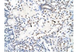 NONO antibody was used for immunohistochemistry at a concentration of 4-8 ug/ml to stain Epithelial cells of renal tubule (arrows) in Human Kidney. (NONO antibody  (C-Term))