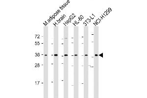 All lanes : Anti-ADRB3 Antibody (C-Term) at 1:2000 dilution Lane 1: mouse adipose tissue lysate Lane 2: human brain lysate Lane 3: HepG2 whole cell lysate Lane 4: HL-60 whole cell lysate Lane 5: 3T3-L1 whole cell lysate Lane 6: NCI- whole cell lysate Lysates/proteins at 20 μg per lane. (ADRB3 antibody  (AA 255-289))