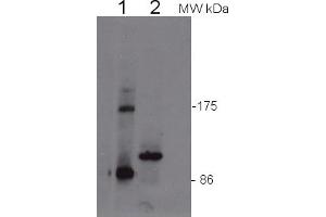 Image no. 1 for anti-Eukaryotic Translation Initiation Factor 2C, 4 (EIF2C4) antibody (ABIN3197495) (AGO4 antibody)
