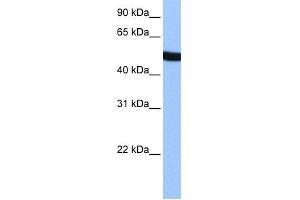 WB Suggested Anti-SPATA6 Antibody Titration: 0. (SPATA6 antibody  (Middle Region))