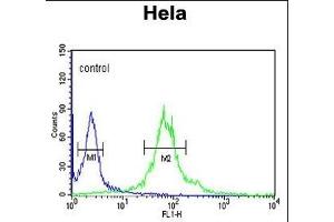 IPO11 Antibody (N-term) (ABIN652718 and ABIN2842476) flow cytometric analysis of Hela cells (right histogram) compared to a negative control cell (left histogram). (Importin 11 antibody  (N-Term))