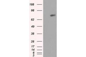 Image no. 2 for anti-RalA Binding Protein 1 (RALBP1) antibody (ABIN1500590) (RALBP1 antibody)