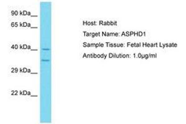 ASPHD1 antibody  (AA 96-145)