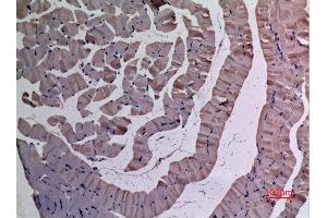 Immunohistochemistry (IHC) analysis of paraffin-embedded Mouse Muscle, antibody was diluted at 1:100. (UBE4A antibody  (N-Term))