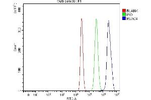 Flow Cytometry analysis of HepG2 cells using anti-REXO4 antibody (ABIN7599685). (REXO4 antibody  (AA 108-422))
