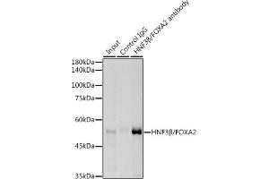 Immunoprecipitation analysis of 300 μg extracts of HepG2 cells using 3 μg HNF3β/FOX antibody (ABIN7267232). (FOXA2 antibody)
