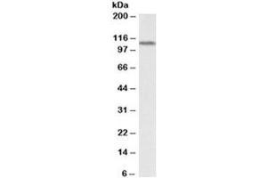 Western blot testing of human kidney lysate with LSD1 antibody at 0. (LSD1 antibody)