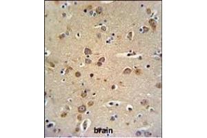 GABRG3 Antibody (N-term) (ABIN650995 and ABIN2840029) IHC analysis in formalin fixed and paraffin embedded brain tissue followed by peroxidase conjugation of the secondary antibody and DAB staining. (GABRG3 antibody  (N-Term))