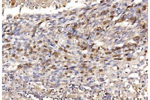 IHC analysis of Geminin/GMNN using anti-Geminin/GMNN antibody (ABIN7600598).