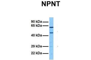Host:  Rabbit  Target Name:  NPNT  Sample Tissue:  Human HepG2  Antibody Dilution:  1. (Nephronectin antibody  (Middle Region))