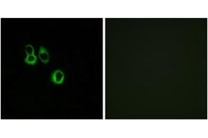 Immunofluorescence analysis of MCF7 cells, using OR3A2/3 Antibody. (OR3A2/3 antibody  (AA 65-114))
