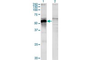 Western Blot analysis of POU3F2 expression in transfected 293T cell line by POU3F2 monoclonal antibody (M01), clone 6F6. (POU3F2 antibody  (AA 1-67))